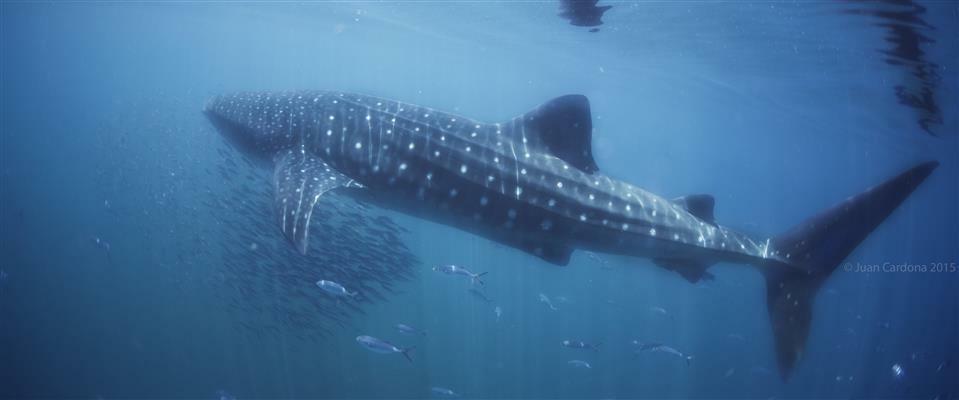 VIP Private Whale Shark Adventure